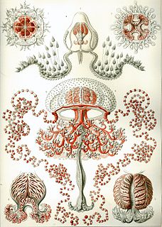 Anthoathecata order of hydrozoans