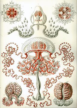 Haeckel Anthomedusae.jpg