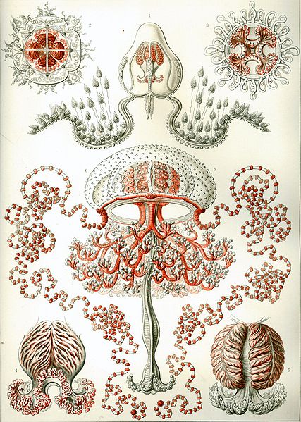 File:Haeckel Anthomedusae.jpg