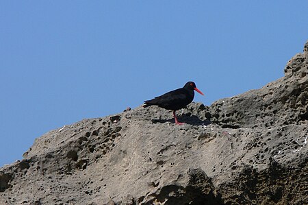 Tập_tin:Haematopus_moquini_P1040460.JPG