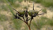 Haemodorum corymbosum — типовий вид родини Haemodoraceae
