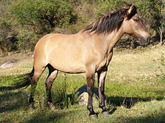 Robe Du Cheval: Origine des variations de coloris des robes, Robes de base du cheval, Les gènes de dilution