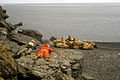 Hall Island walrus watchers 1984.jpg