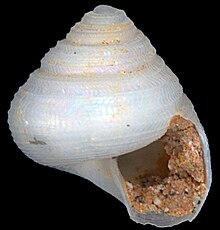 Halystina umberlee shell.jpg