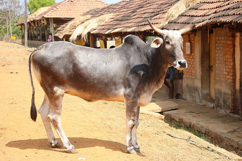 20 Most Popular Cow Breeds of India