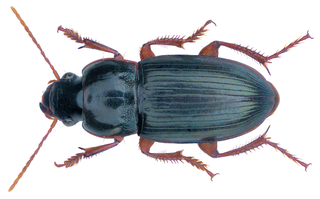 <i>Harpalus smaragdinus</i> Species of beetle