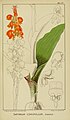 Satyrium coriifolium plate 47 in: Harry Bolus: Orchids of South Africa volume II (1911)