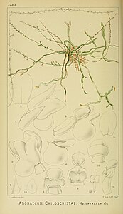 plate 6 Angraecum chiloschistae Microcoelia exilis