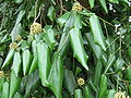 Flowering stem