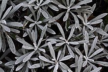 The pubescent foliage of Helichrysum orientale Helichrysum orientale foliage-5178~2016 01 10.JPG