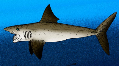 Helicoprion bessonovi with characteristic 'tooth-whorl' at front of jaw