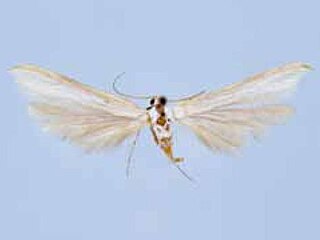 <i>Hellinsia falsus</i> Species of plume moth