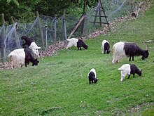 Farvefoto, der viser sorte geder foran og hvide bag med børn i samme farve på en eng.