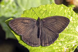 Hermeuptychia hermes (Hermes satyr) dorsal