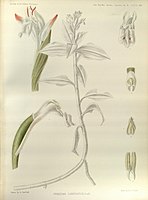 plate 367 Herpysma longicaulis