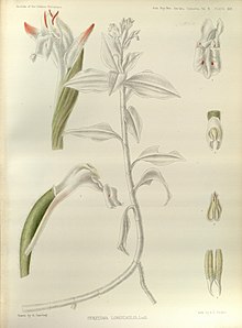 Herpysma longicaulis - Орхидеи Сиккима-Гималаев pl 367 (1898).jpg 