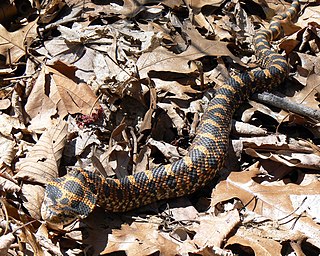 <span class="mw-page-title-main">Hognose</span> Common name for several snake species