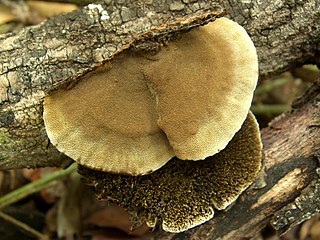 <i>Hexagonia</i> (fungus) Genus of fungi
