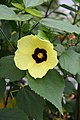 Hibiscus calyphyllus