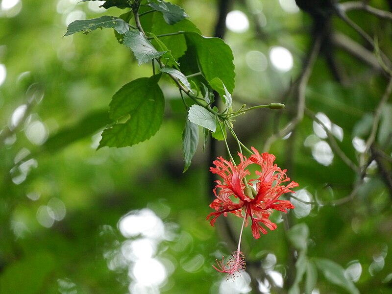 File:Hibiscus schizopetalus (Dyer) Hook.f. (48510450772).jpg