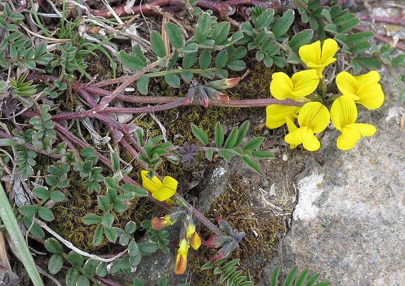 File:Hippocrepis comosa RF.jpg