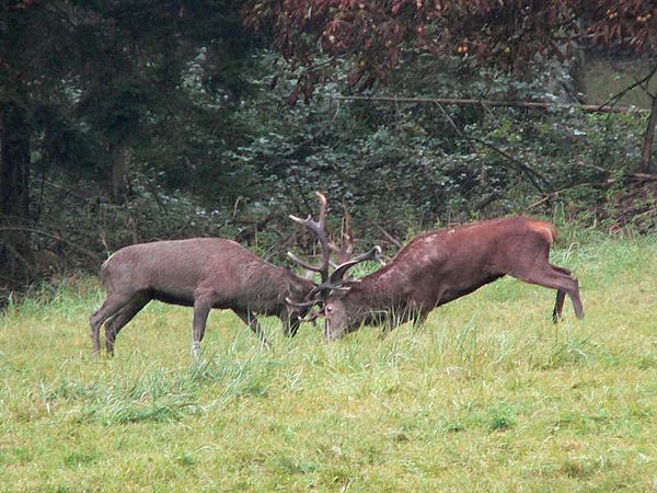Male-male competition in red deer during rut is an example of interference competition within a species.