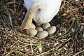 Höckerschwan mit Eiern im Gehege
