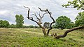 * Nomination Walk through The Strubben-Kniphorstbos. Dead oak at the edge of the open field. --Famberhorst 17:32, 5 July 2017 (UTC) * Promotion Good quality. --Poco a poco 20:51, 5 July 2017 (UTC)