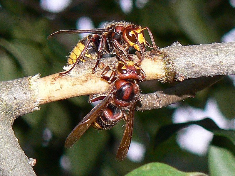 File:Hornets veryfying each other's identity.jpg