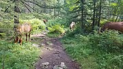 Миниатюра для Файл:Horses in the forest in Mongolia 20230815 141825.jpg