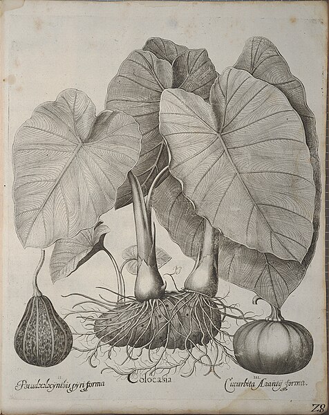 File:Hortus Eystettensis, 1640 (BHL 45339 368) - Classis Autumnalis 28.jpg