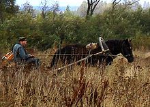 Horse harnessed with a shaft bow and saddle Hourse 600 SL-crop.jpg