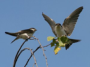 Delichon Urbicum: Taxonomía, Distribución y hábitat, Descripción