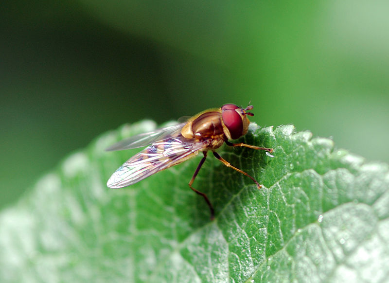 File:Hoverfly (2572666133).jpg