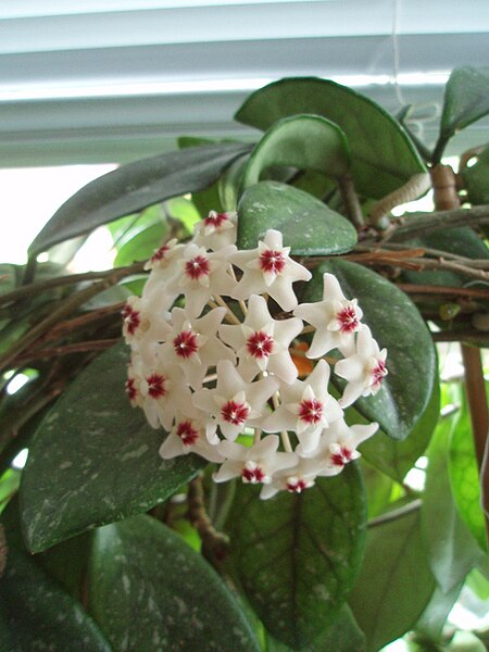 File:Hoya carnosa vo kvete.JPG