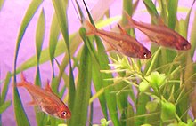 Lemon tetra - Wikipedia