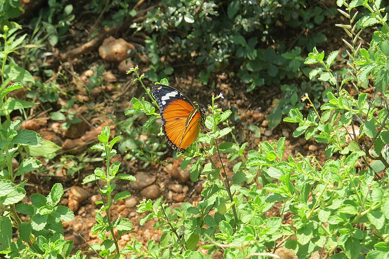 File:Hypolimnas misippus Linnaeus, 1764 – Danaid Eggfly female at Theni (9).jpg