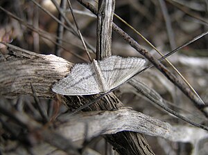 Idaea mediaria