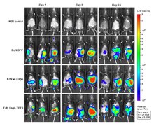 Imaging of engineered E. coli Nissle 1917 in the mouse gut Imaging of engineered E. coli Nissle 1917 in the mouse gut.pdf