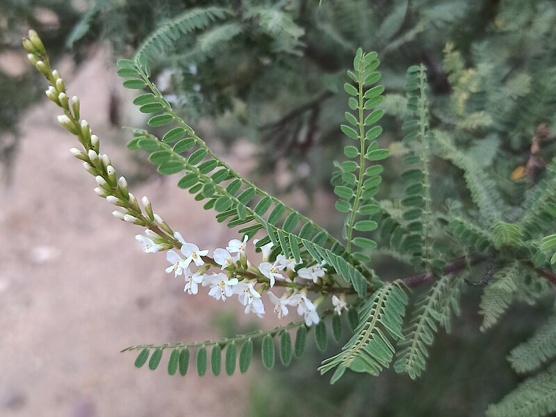 File:Inflorescencia de palo azul (Eysenhardtia polystachya).jpg