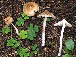 Die Risspilze (Inocybe) sind e