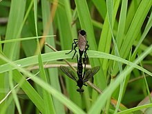 La protéine antigel d'insectes. Le modèle moléculaire d'une