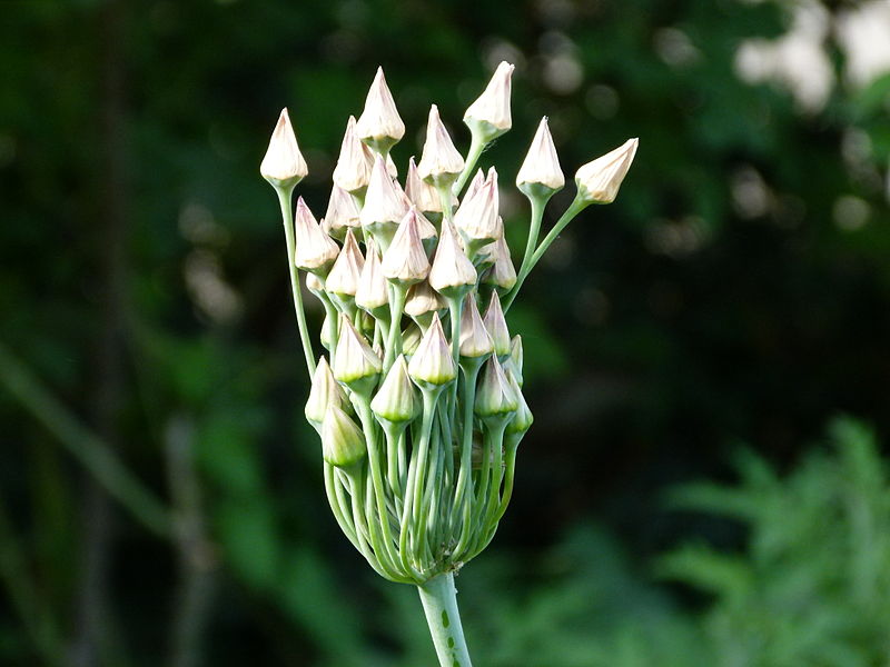 File:Inula magnifica Paris.JPG