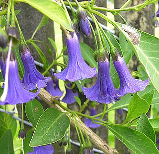 <i>Eriolarynx</i> Genus of Solanaceae plants