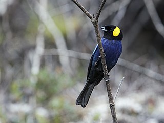 <span class="mw-page-title-main">Yellow-scarfed tanager</span> Species of bird