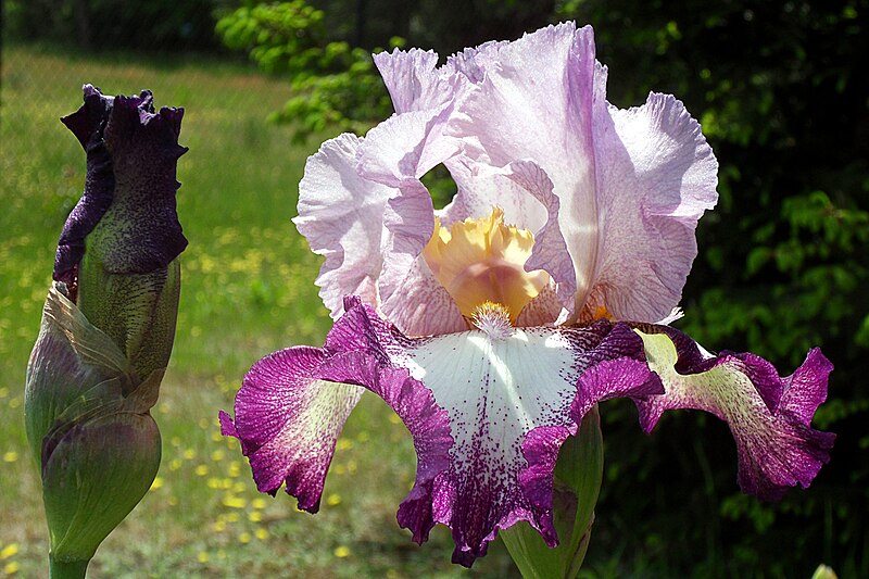 File:Iris change of pace.jpg