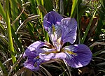 Miniatura para Iris unguicularis