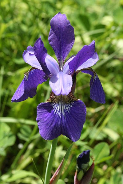 File:Iris versicolor SCA-0763.jpg