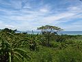 Vegetation auf Ishigaki im Süden der Nansei-Inseln