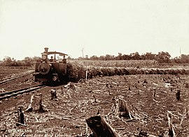 Isis Central Sugar Mill mit Zuckerrohrzug, 17. September 1896 (36577212205).jpg